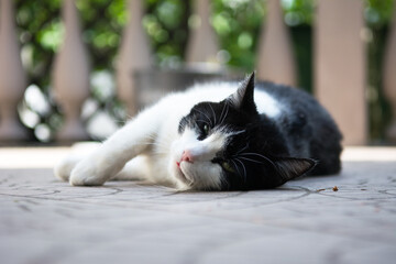 Black and white cat lying on its side on the deck - 558170353