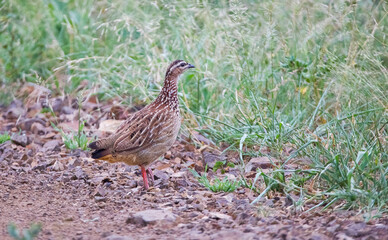 Crested francolin (Dendroperdix sephaena) is a bird species in the Phasianidae family. It is found in many countries on the African continent.