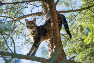 Grey tabby cat standing high on a pine tree, looking into the camera