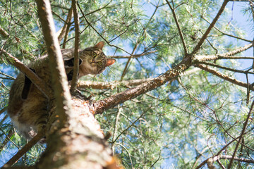 Grey tabby cat standing high on branches of a pine tree, looking down into the camera
