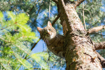 Grey tabby cat standing high on a pine tree, looking down into the camera - 558170567