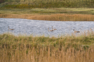 White mute swan family on pond. Cute small cygnet childrens with loving mother. Cygnus olor. Closeup of wild aquatic birds on blue rippled water surface.