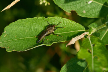 Didysmachus picipes (Berg-Raubfliege) 