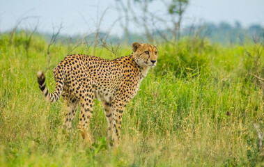 In African savannahs, Cheetah is looking for prey.