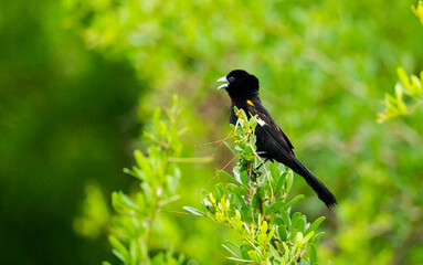 White-winged widowbird (Euplectes albonotatus) is a songbird from the African Ploceidae family, south of Sahara.