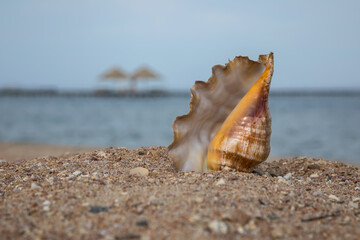 Obraz na płótnie Canvas Beautiful large shell on the beach. Sunny summer day. Beautiful beach. Large sea shell.