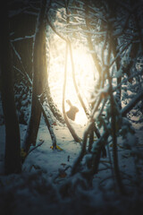 rabbit in the winter snow forest - obrazy, fototapety, plakaty