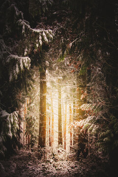 light in the winter forest