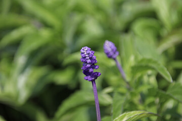 Closeup purple flowers (salvia officinalis) in the garden