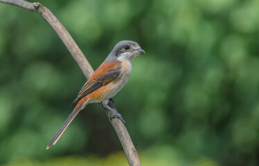 Beautiful bird in nature Burmese Shrike Lanius collurioides