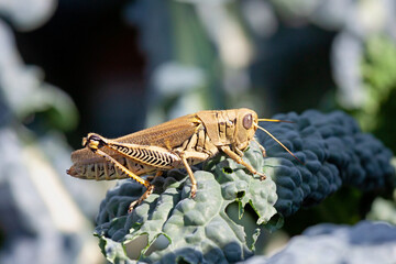 A Grasshopper Munching on Kale