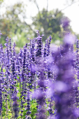 Fototapeta premium Closeup purple flowers (salvia officinalis) in the garden