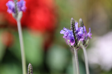 Closeup purple flowers (salvia officinalis) in the garden