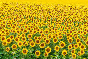 Bright picturesque field of blooming sunflowers as an agricultural background. Sunflower field....