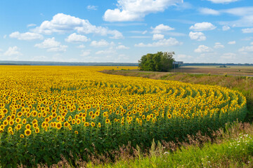 A field of blooming sunflowers under a beautiful summer sky. At the edge of a field of blooming...