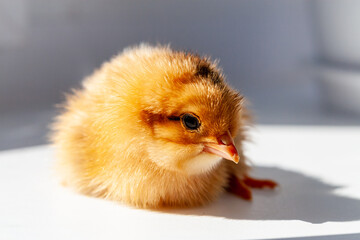 The little chicken sat down to rest. Newborn chicks.