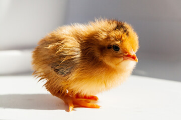 Little cute chick close-up. Newborn chicks. Yellow insecure chick.
