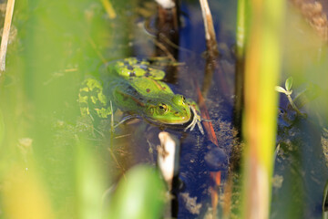 Frosch in einem Teich