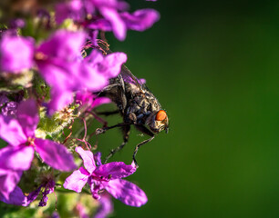 Macro of a fly on a blossom