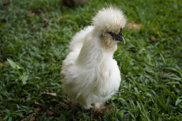 The Silkie (also known as the Silky or Chinese silk chicken) is a breed of chicken named for its atypically fluffy plumage, which is said to feel like silk and satin. Terra Alta, Mamori. Brazil