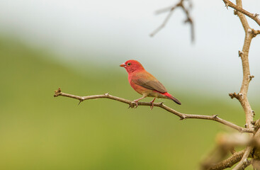 Red billed firefinch (Lagonosticta senegala) is a bird residing in Sub-Saharan Africa.