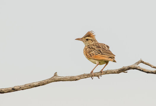 The rufous-naped lark (Mirafra africana) or rufous-naped bush lark is a widespread and conspicuous species of lark in the lightly wooded grasslands, open savannas and farmlands of the Afrotropics.
