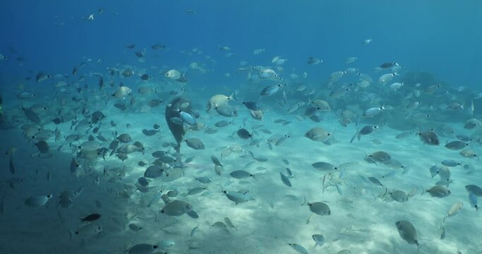 underwater fish scenery from mediterranean  sea breams ocean scenery underwater landscape seabreams  Diplodus sargus