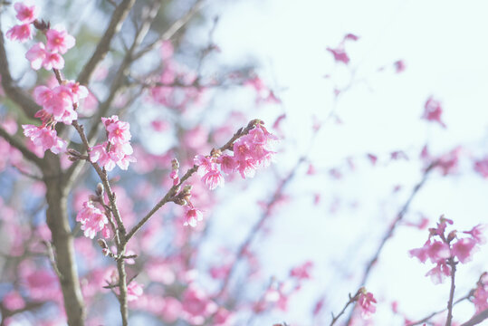 Pink cherry blossom flowers blooming ,Abstract pink background