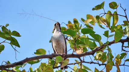 Mahaliweber - White-browed-Sparrow-Weaver
