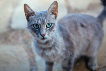 Graue, dünne, junge Katze mit grünen Augen