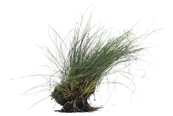 Sod of  green grass with dirt in winter isolated on white 
