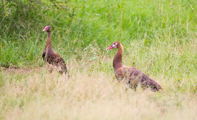 Spur-winged goose (Plectropterus gambensis) is found in wetlands all over Sub-Saharan Africa.