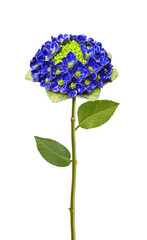 Beautiful imitation flowers. Series of 6 hydrangea for further image montages.