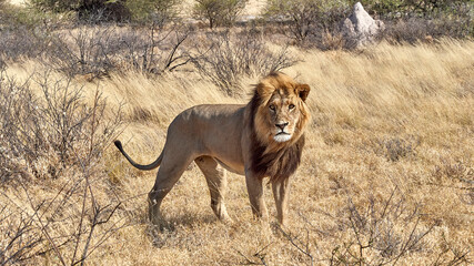 Löwe in der Kalahari - lion in the Kalahari