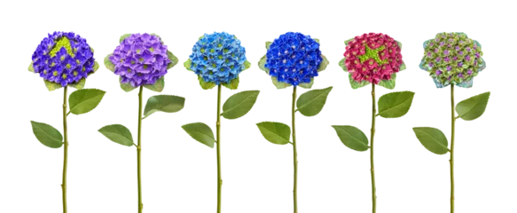 Zelfklevend Fotobehang Beautiful floral composition with 6 hydrangea replicas. © Composer