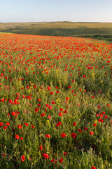 red poppies in a filed with sunshine behind 