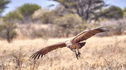 Weißrückengeier - White-backed Vulture