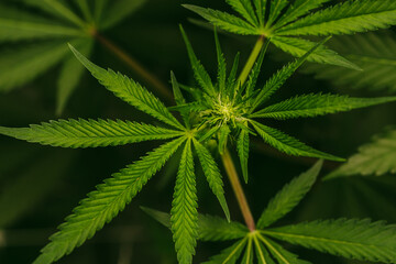 Naklejka na ściany i meble Cannabis plants growing inside legal cultivation facility