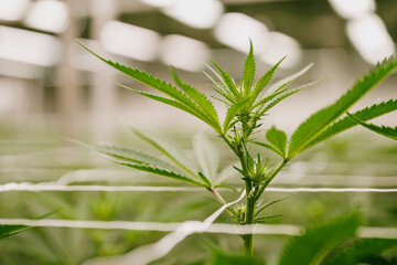 Fototapeta premium Cannabis plants growing inside legal cultivation facility