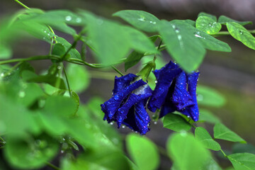 Water drops on Clitoria ternatea, commonly known as Asian pigeonwings, bluebellvine, blue pea, butterfly pea, cordofan pea or Darwin pea is a plant species belonging to the family Fabaceae