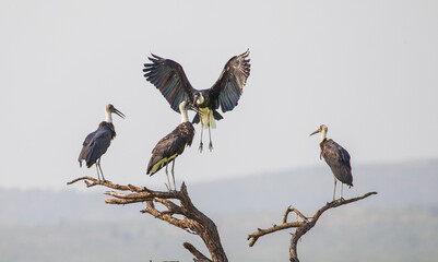 Woolly necked stork (Ciconia episcopus) is an African bird. A large and long-legged bird species of stork species. Her scientific name comes from black and white clothing worn by Christian clergy. - obrazy, fototapety, plakaty