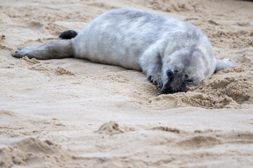 Fototapeta premium Grey seal (Halichoerus grypus) pup on a beach in Norfolk