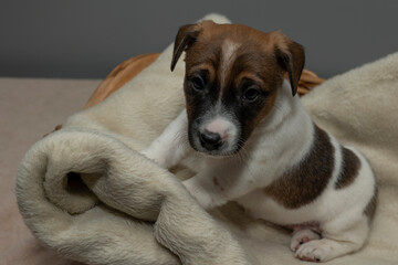 Front view of a cute 6 week old Jack Russell Terrier sitting in a basket