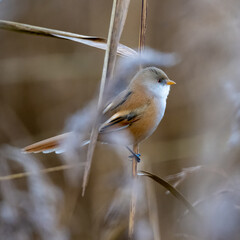 Female Bearded Reedling / Tit (Panarus biarmicus) in reeds in Norfolk
