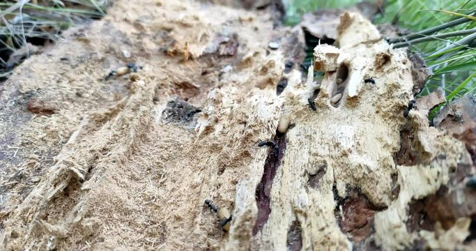 fast running black ants on old wood in forest, closeup view, carpenter ant insect, 4K, Prores