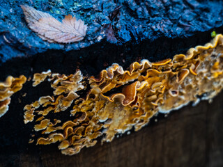 fungi fabric