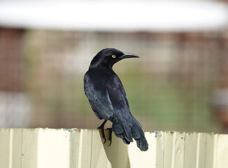 Carib grackle on fence