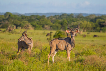 Naklejka na ściany i meble Kudus is two species of antelope of the genus Tragelaphus: Small kudu, Tragelaphus imberbis from East Africa The Great kudu, Tragelaphus strepsiceros in East and South Africa