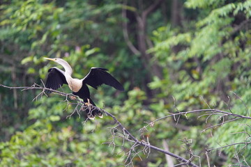 Anhinga (Anhinga anhinga), sometimes called snakebird, darter, American darter, or water turkey.