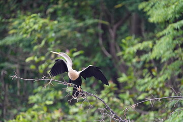 Anhinga (Anhinga anhinga), sometimes called snakebird, darter, American darter, or water turkey.